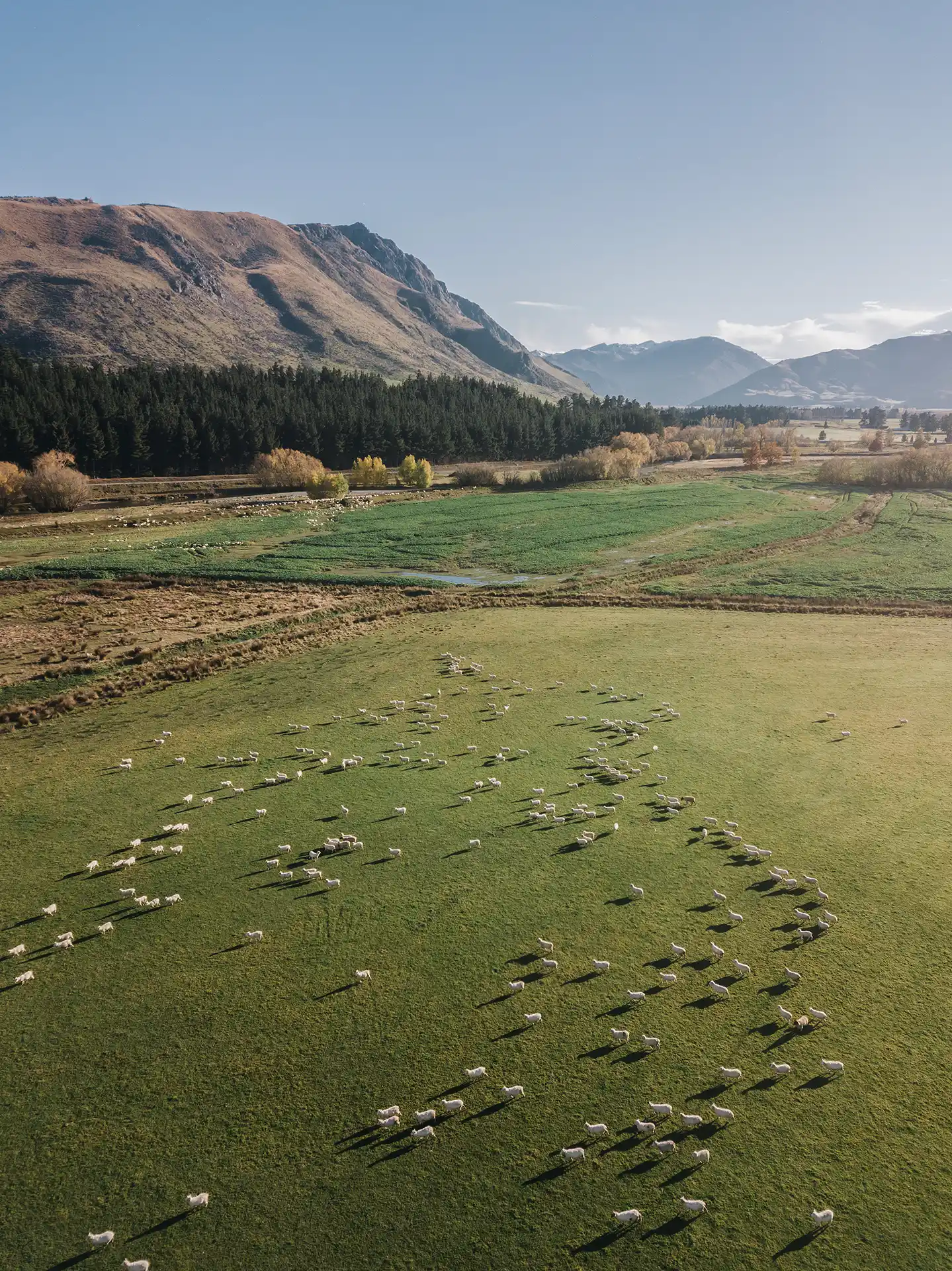 It’s important to feed the micro-nutrients found in palaMOUNTAINS® Revive
