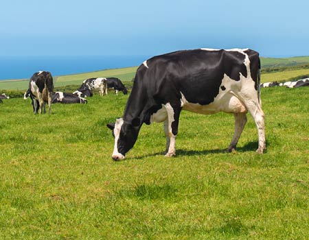 Dairy animal health supplements