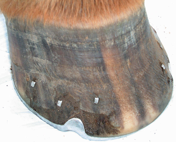 Healthy hoof after Palamountains Equine Plus