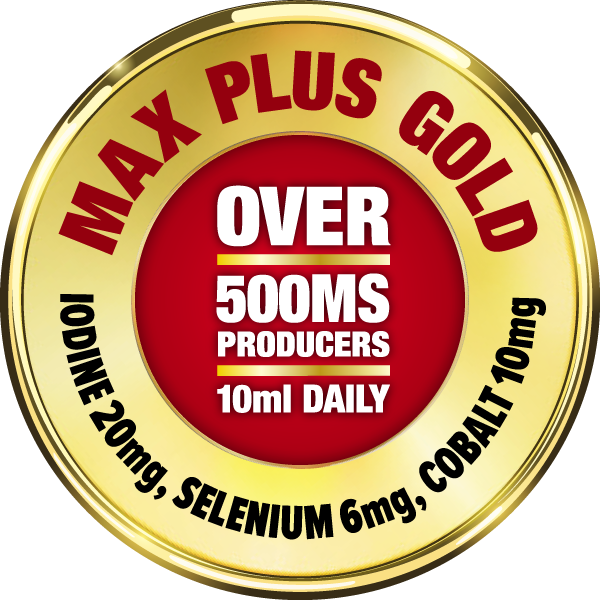 palaMOUNTAINS Max Plus Gold