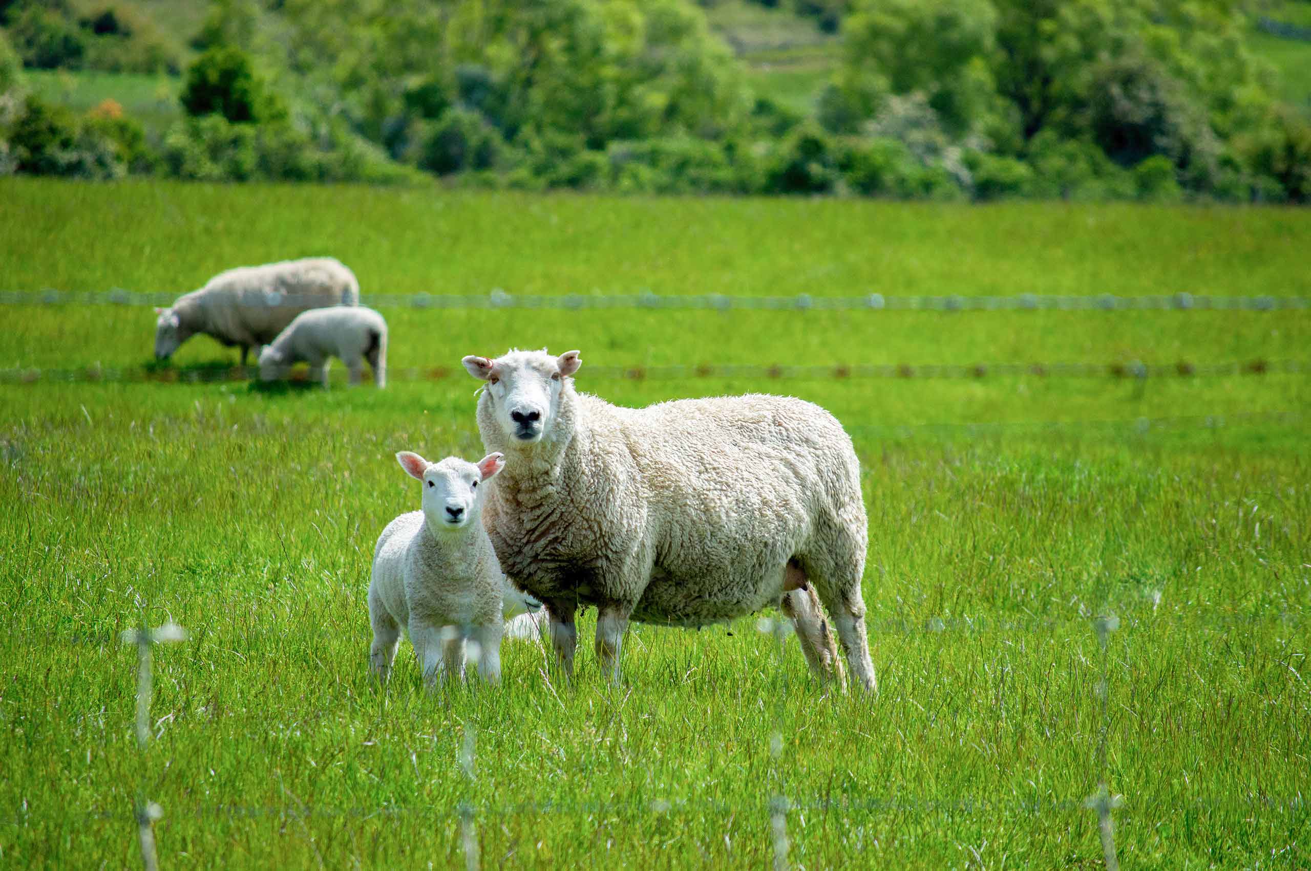 PalaMOUNTAINS Revive with boosted Iodine or Trace Elements for improved animal overall well being