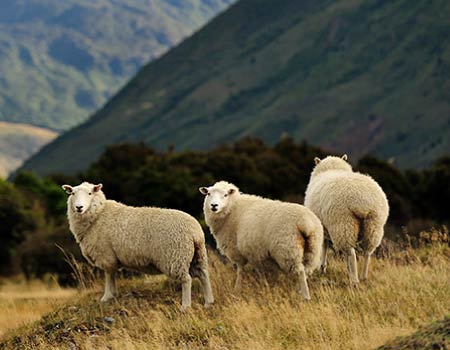 Sheep & beef animal health supplements
